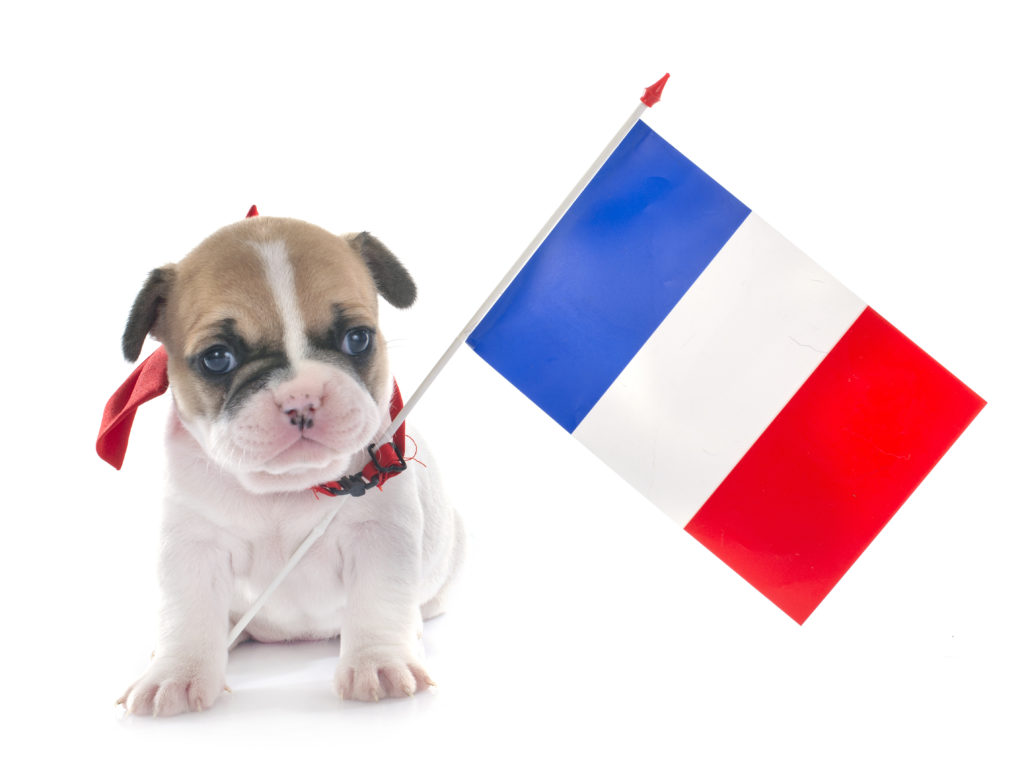 puppy french bulldog 2N5TJAB puppy french bulldog 2N5TJAB